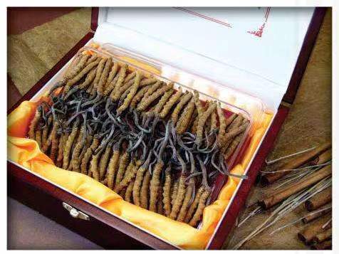 冕宁冬虫夏草回收